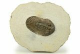 Scabriscutellum Trilobite With Axial Spines - Morocco #280933-2